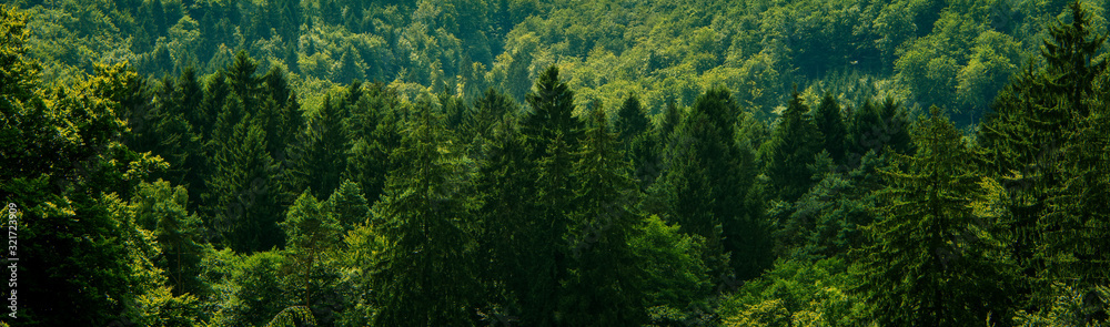 Dark green forest landscape - obrazy, fototapety, plakaty 