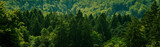 Fototapeta Las - Dark green forest landscape, outdoor exploration of nature