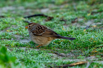 sparrow on grass