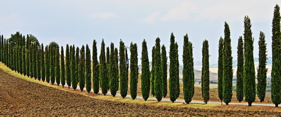 Landscape in Tuscany with cypresses, Italy