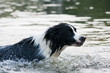 Wet border collie dog in the river
