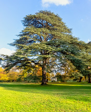 Cedrus Libani Tree Known As Cedar Of Lebanon Or Lebanon Cedar In Osterley, Isleworth, London, UK