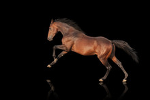 Handsome Brown Stallion Galloping, Jumping. Thoroughbred Horse Isolated On Black Background