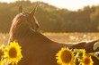 Pferdeauge hinter Sonnenblumen