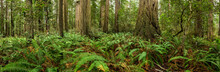 Ferns And Redwoods Pano