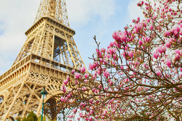 Pink magnolia in full bloom and Eiffel tower over the blue sky