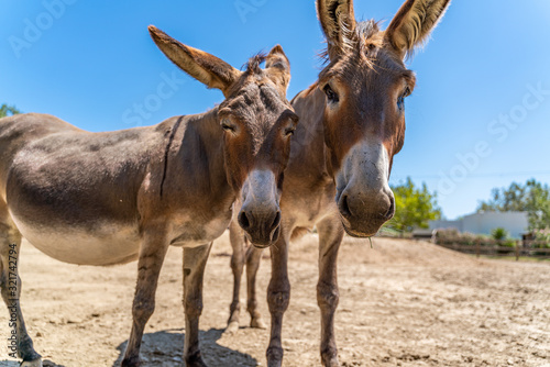 Cuadros en Lienzo Two donkeys have in the summer sky