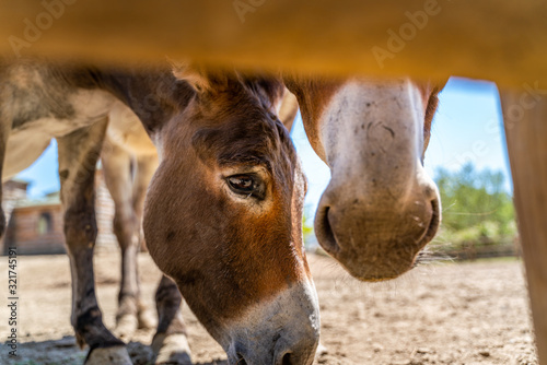 Fotografía Two donkeys have in the summer sky