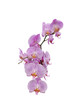 Large blooming Orchid branch with a huge number of pink flowers on a white background
