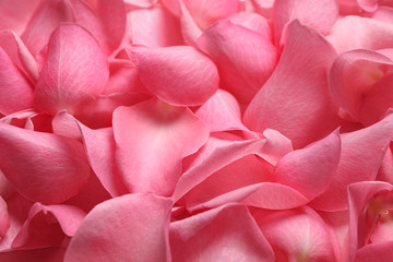  Fresh pink rose petals as background, closeup