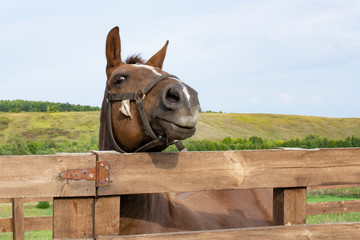 A horse is standing in the pen. A horse on a farm is having fun. Beautiful stallion in the afternoon in the valley. Agriculture in the countryside. Wooden paddock for animals. Breeding horses.