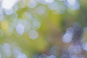 Poster - bokeh background of tree
