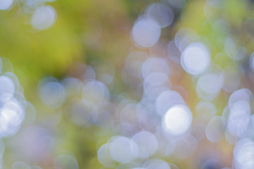 Poster - bokeh background of tree