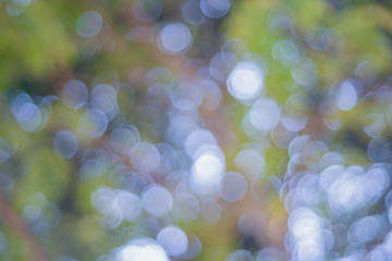 Poster - bokeh background of tree