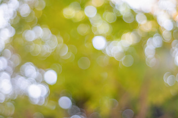Poster - bokeh background of tree