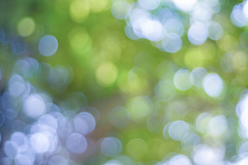 Poster - bokeh background of tree