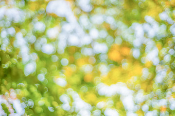 Poster - bokeh background of tree