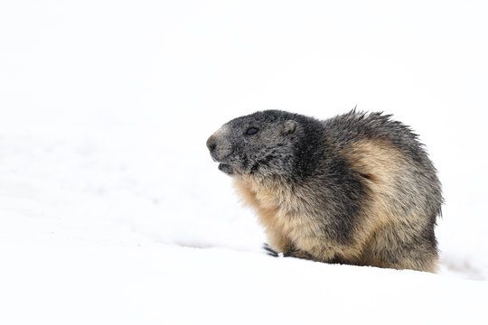 portrait of marmot popping out the snow