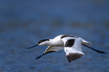 Pied avocet flying