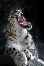Snow Leopard Yawning Portrait