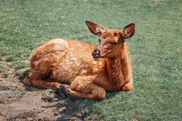 Wall Mural - Cute young fallow deer calf fawn lying on grass ground at summer day outdoors. Herd animal dama dama resting on hot day. Wildlife beauty in nature.