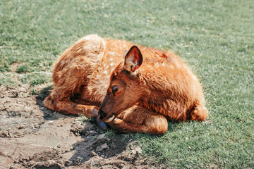 Wall Mural - Cute young fallow deer calf fawn lying on grass ground at summer day outdoors. Herd animal dama dama resting on hot day. Wildlife beauty in nature.