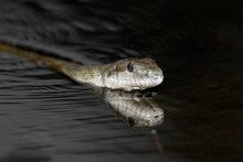 Aodaisho, Japanese Rat Snake Close Up In The River