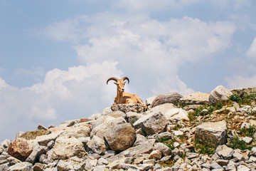 Wall Mural - Barbary sheep wild goat antelope lying resting on rocks during hot summer day. One wild Texas aoudad goat with large curvy horns outdoors in savanna park.