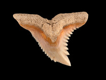 Fossil Snaggletooth Shark Tooth, Hemipristis Serra, Upper CECP 2020
