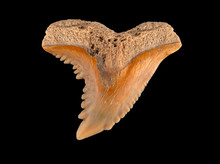 Fossil Snaggletooth Shark Tooth, Hemipristis Serra, Upper 2 CECP 2020