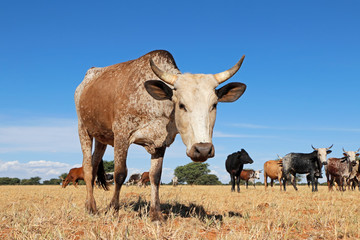 Wall Mural - Nguni cow - indigenous cattle breed of South Africa - on rural farm.