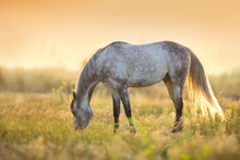 Horse Grazing At Sunlight