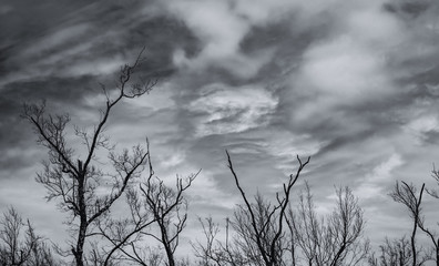 Wall Mural - Silhouette dead tree and branch on grey sky background. Black branches of tree. Nature texture background. Art background for sad, dead, lonely, hopeless, and despair. Halloween day background.