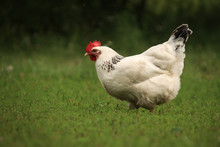 White Speckled Chicken Walks On The Loose On Green Grass Background Blurred Bokeh