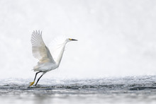 Hunting And Dancing On The Surface Of Water White Egret Portrait