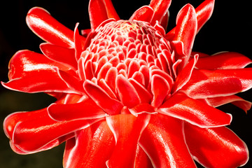 Torch ginger red beautiful tropic flower close up