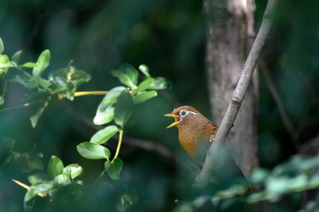 Chinese hwamei singing on a branch