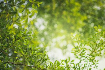 Wall Mural - Spring background, Fresh green tree leaves on blurred background.