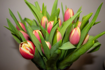 Purple white and pink flower bouquet in tilt shift lens shot. 15 blooming yellow-pink Dutch tulips close-up.