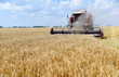 © BAR - The harvester works in a wheat field.Summer harvest.