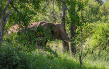 Large African Elephant Emerges From A Thicket Into A Clearing In The African Bush Image In Horizontal Format