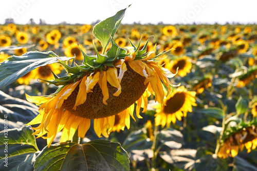 Cuadros en Lienzo Wilting sunflower bowing its head down in the final days of summer