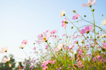 Wall Mural - pink cosmos flowers on green background