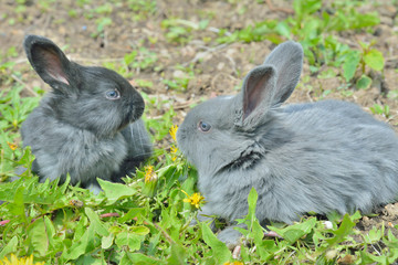 Poster - Young rabbits 2