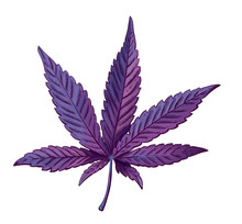 Realistic Vector Illustration Of Cannabis Leaf. Lilac Marijuana Leaf Isolated. Vector Eps 10.