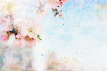 Watercolor Style And Abstract Image Of Cherry Tree Flowers