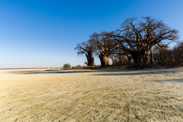 Canvas Print - Barnes Baobabs