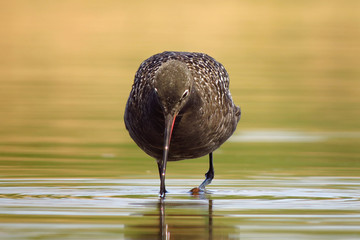 Wall Mural - Spotted redshank (Tringa erythropus) searching for food and feeding in shallow water