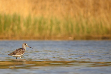 Wall Mural - Common greenshank (Tringa nebularia) a wader shorebird in family Scolopacidae, typical waders. Green sandpiper in shallow water at Drava river shore