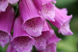 Fototapeta  - Pink flower closeup